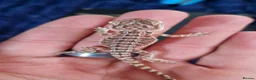 Bearded Dragon reptiles for sale: Baby beardes dragons for sale  - Advert 11