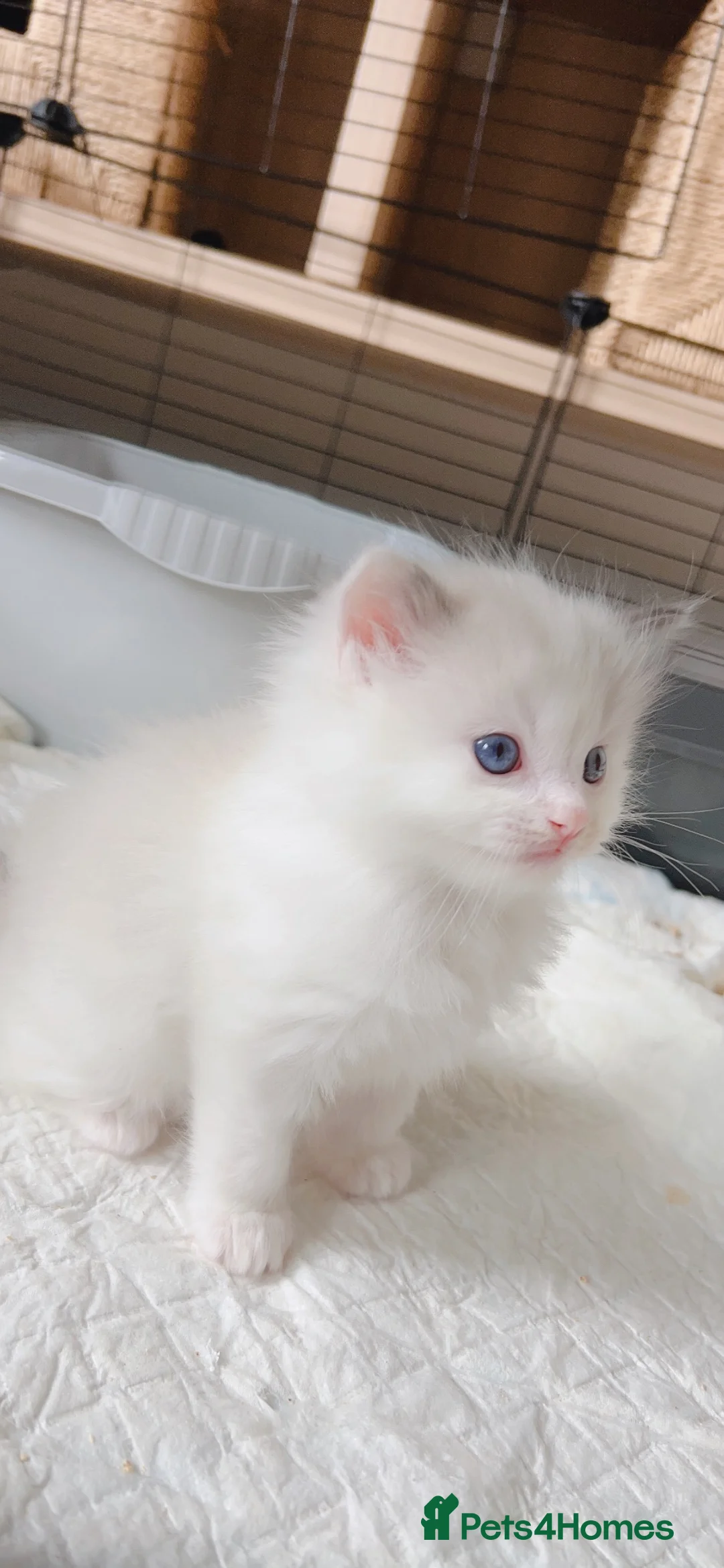 Ragdoll cats for sale: Ragdolls  - Advert 7