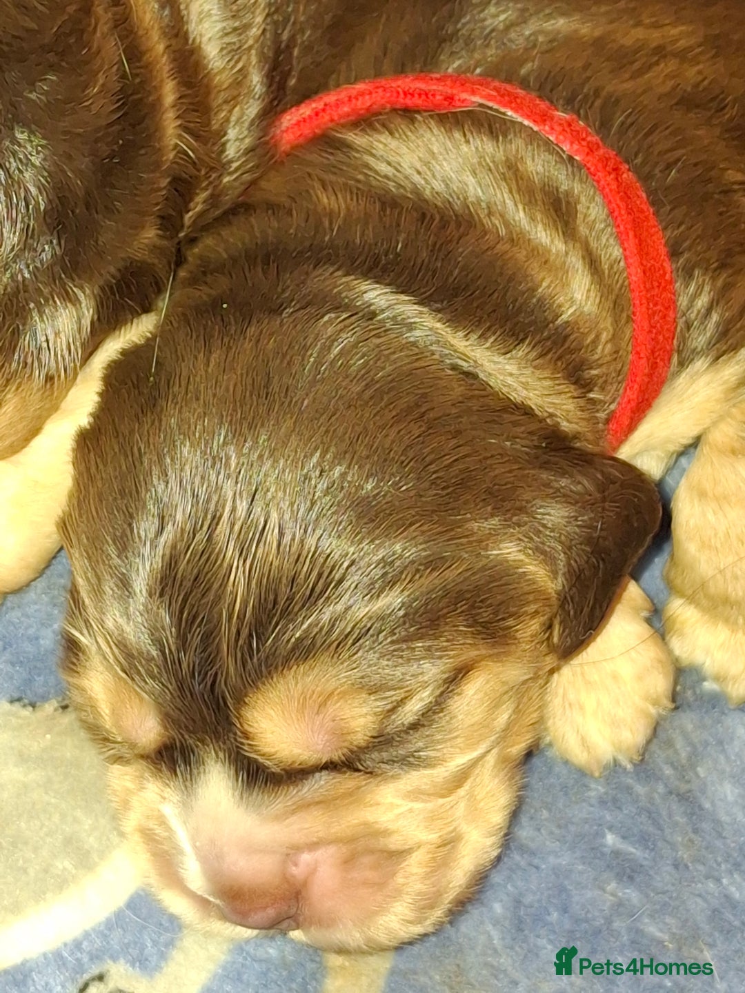 Cocker Spaniel dogs for sale: KC Reg Show Cocker Spaniels  - Image 5