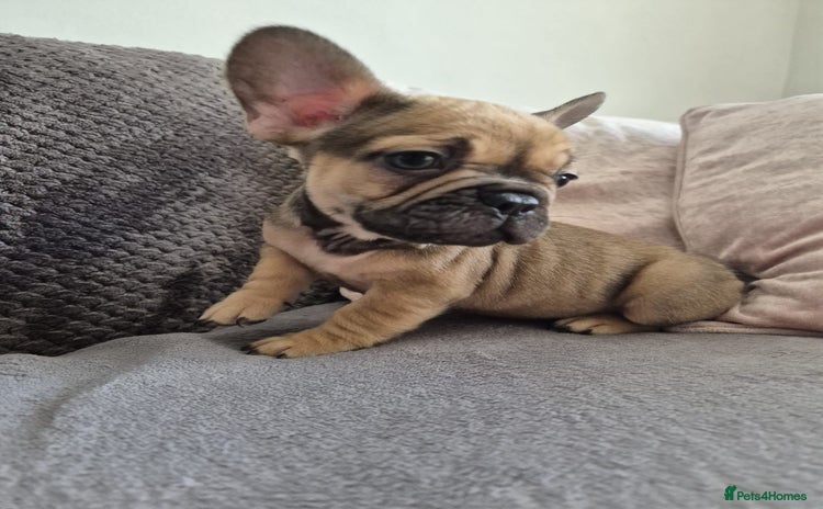 French Bulldog dogs - Advert 3