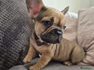 French Bulldog dogs - Advert 27