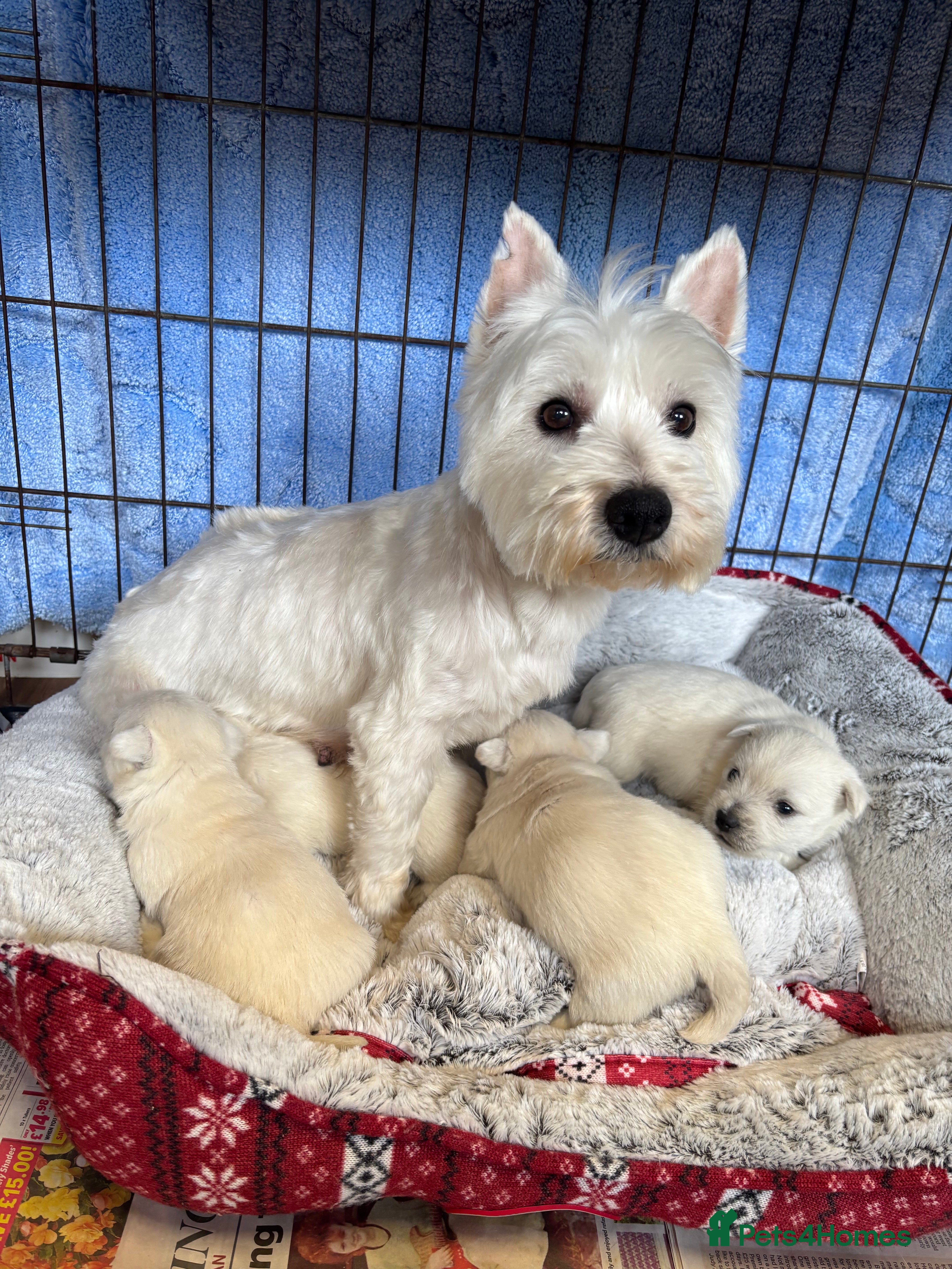 West Highland Terrier dogs Beautiful West Highland terrier puppies  - Advert 18