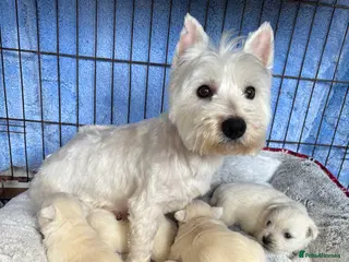 West Highland Terrier dogs Beautiful West Highland terrier puppies - Advert 18