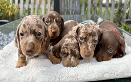 Miniature Dachshund dogs for sale: *READY NOW! 2 STUNNING KC REG MINI DACHSHUND BOYS* - Image 7