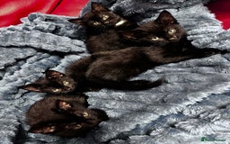 American Shorthair cats for sale: Cute 4 little females ready to go to new home - Image 6