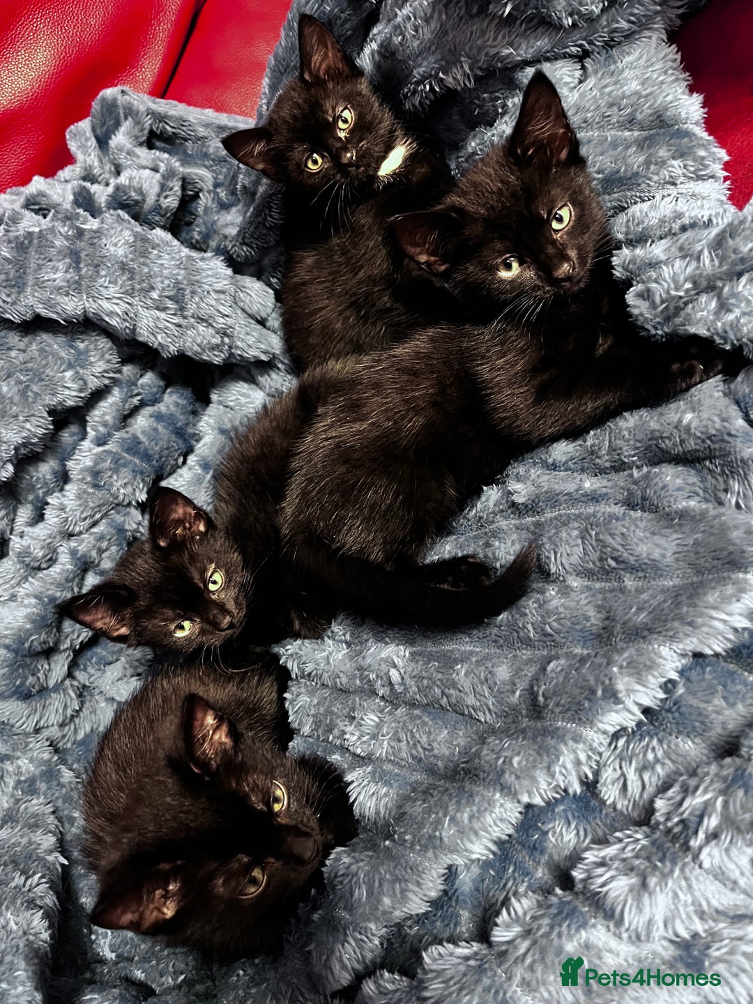 American Shorthair cats for sale: Cute 4 little females ready to go to new home - Image 6