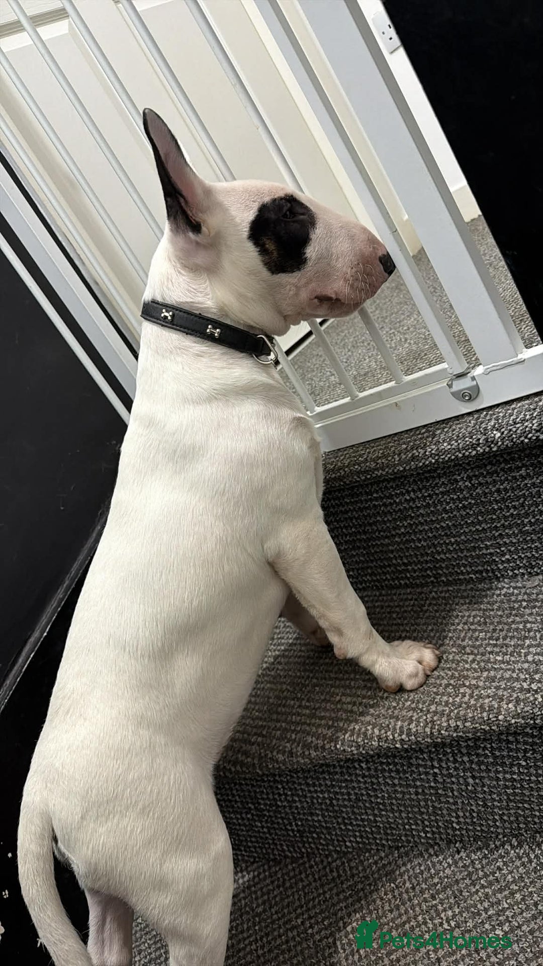Mixed Breed dogs for sale: English bull terrier Puppy - Advert 4