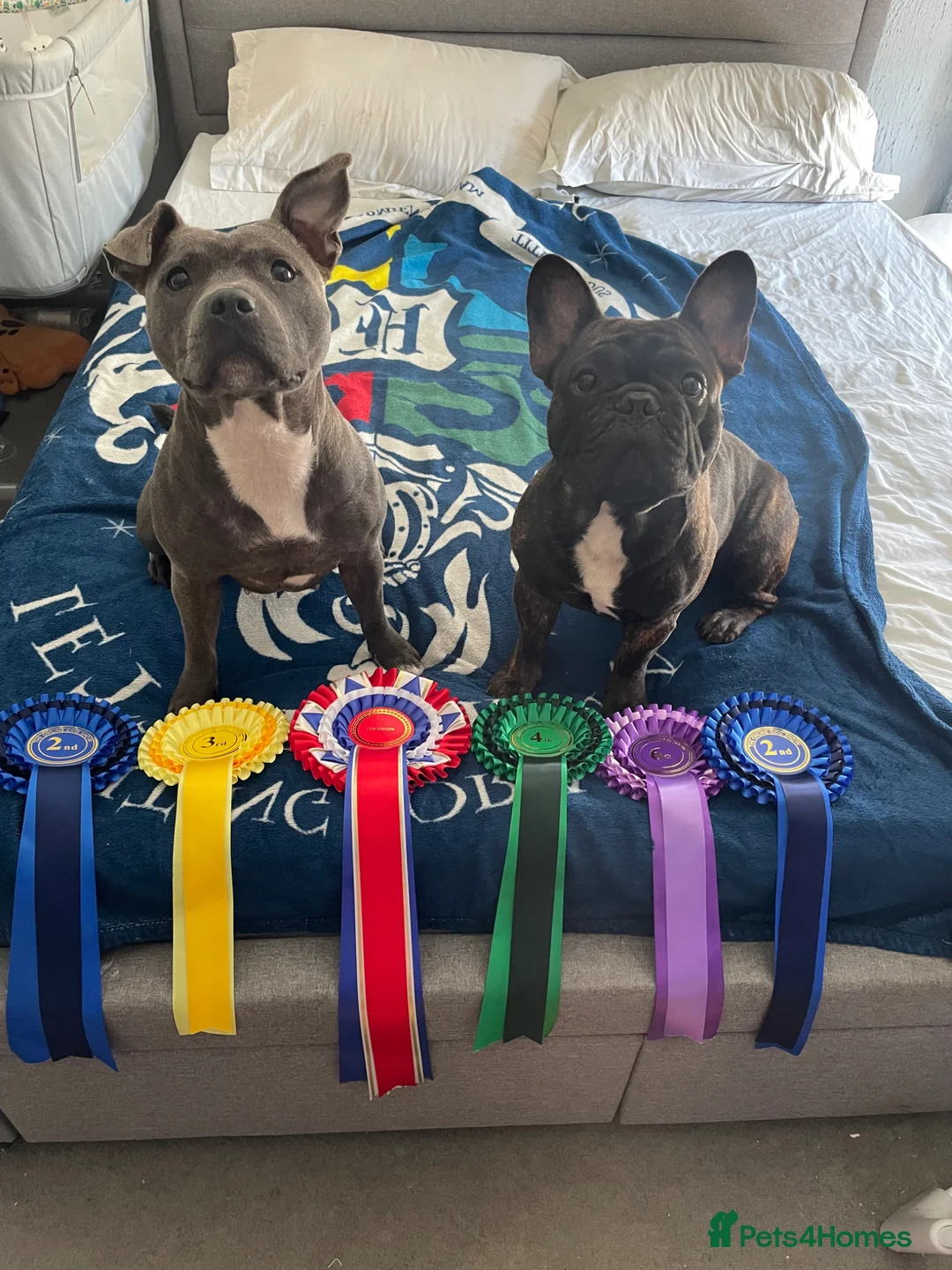 Mixed Breed dogs for sale: French staffys  in Porthcawl - Advert 15