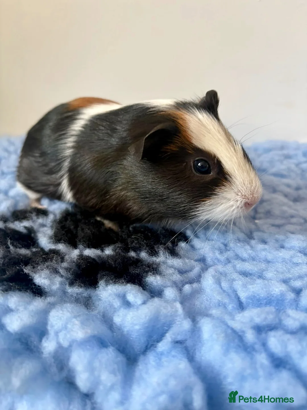 Guinea Pig rodents for sale: 2 Beautiful Male Guinea Pigs - Advert 2