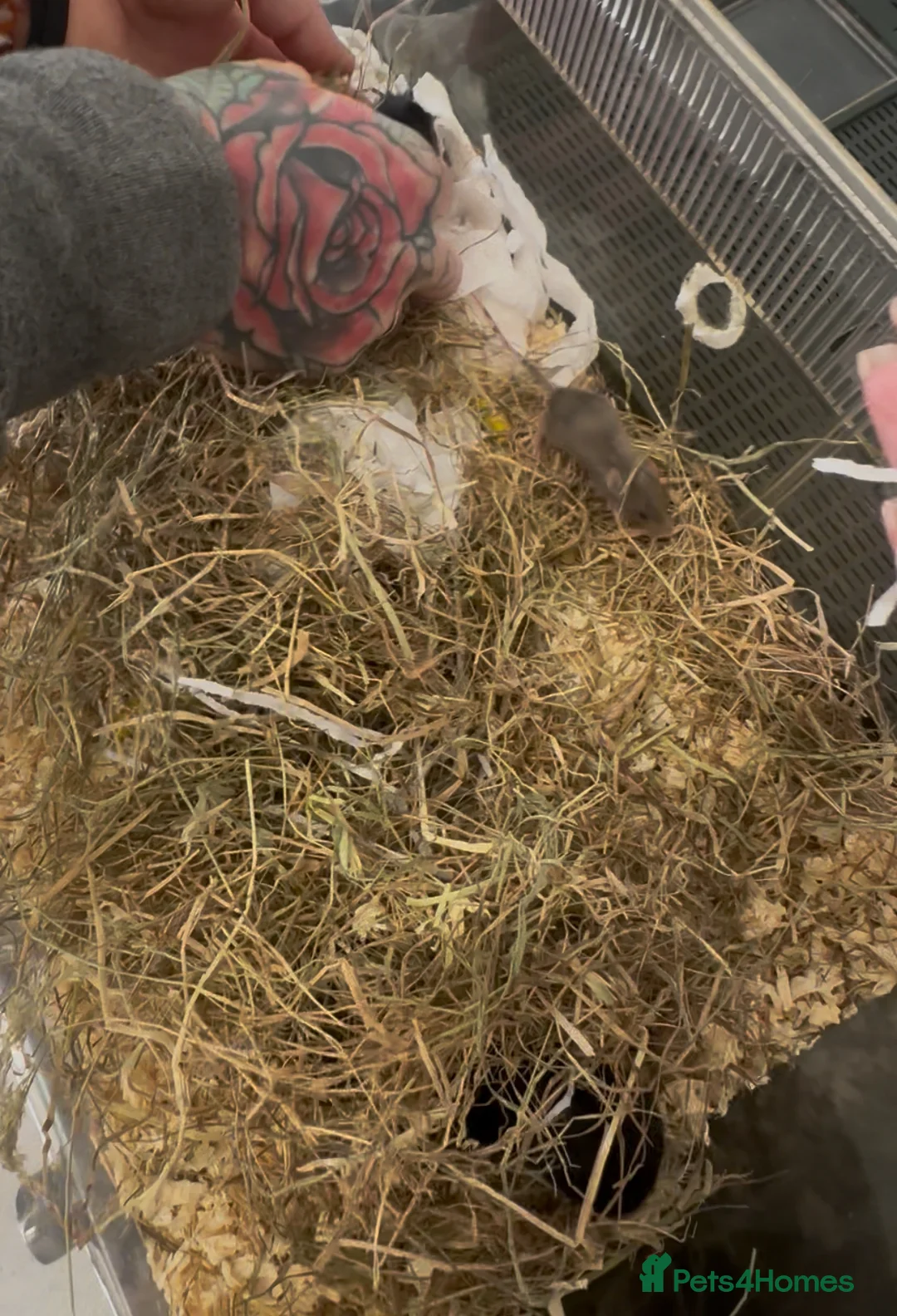 Mouse rodents for sale: Black Mice - Males & Females - Advert 2