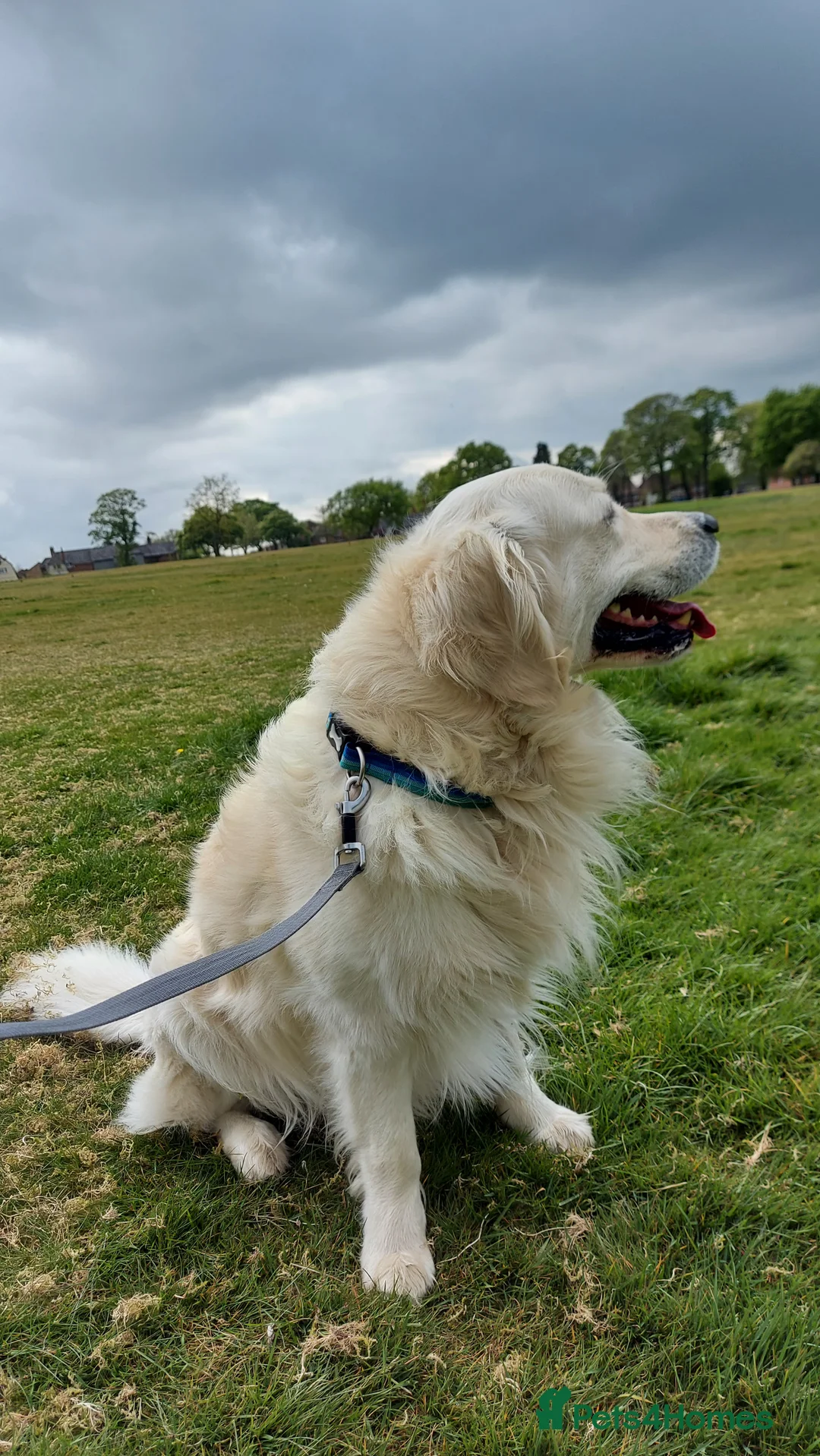 Golden Retriever dogs for stud: Polish Import KC registered Golden Retriever stud in Birmingham - Advert 6