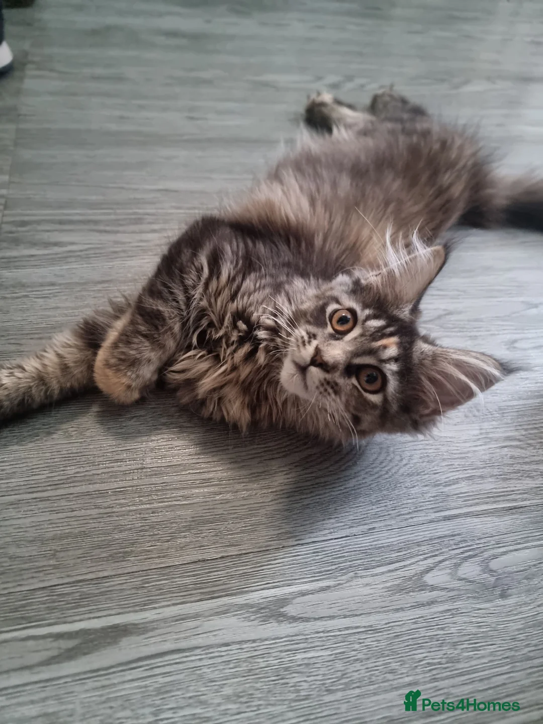 Maine Coon cats for sale: TICA REG. MAINE COON KITTENS  - Advert 1