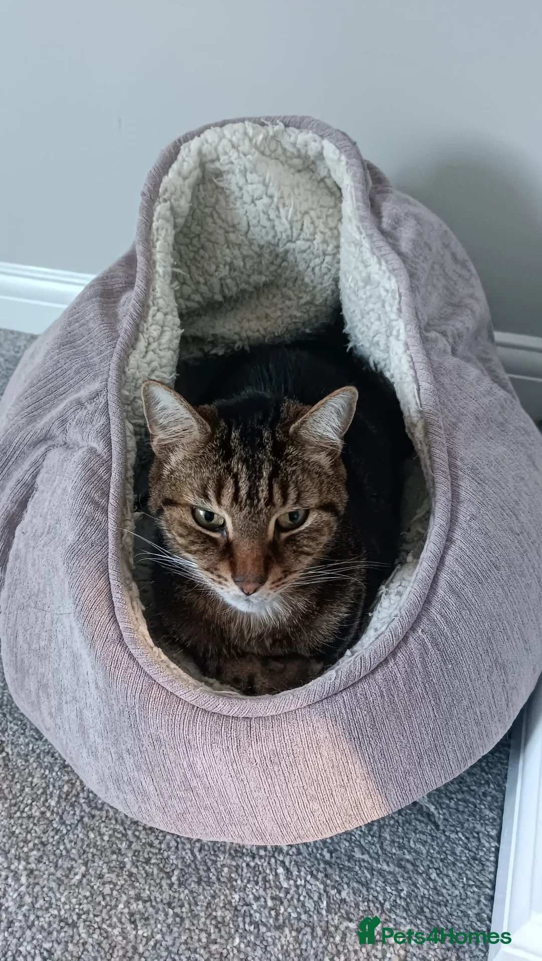 Mixed Breed cats for sale: Jeff is looking for a new home  - Advert 2