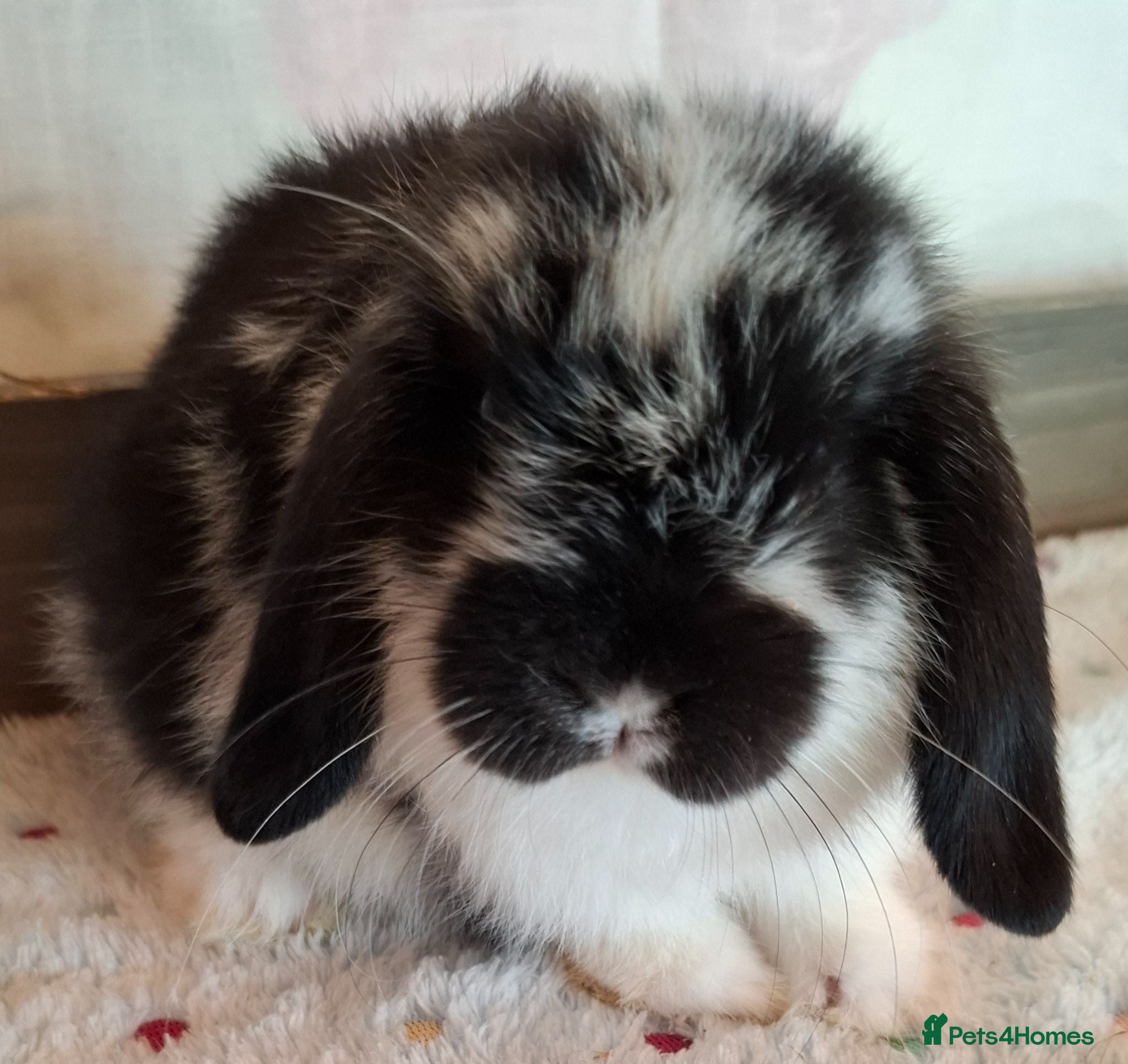 Mini Lop rabbits Various ages - Advert 16