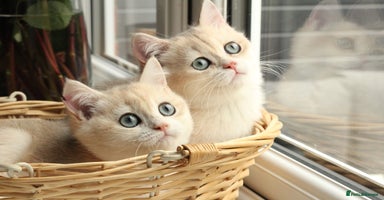 British Shorthair cats - Advert 5