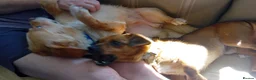 Mixed Breed dogs for adoption: Toby is looking for his forever home! (Nottingham) - Advert 4