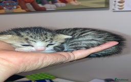 Mixed Breed cats for sale: 3 beautiful kittens  - Image 6