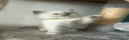 Ragdoll cats for sale: Beautiful Ragdoll Kittens  - Advert 3