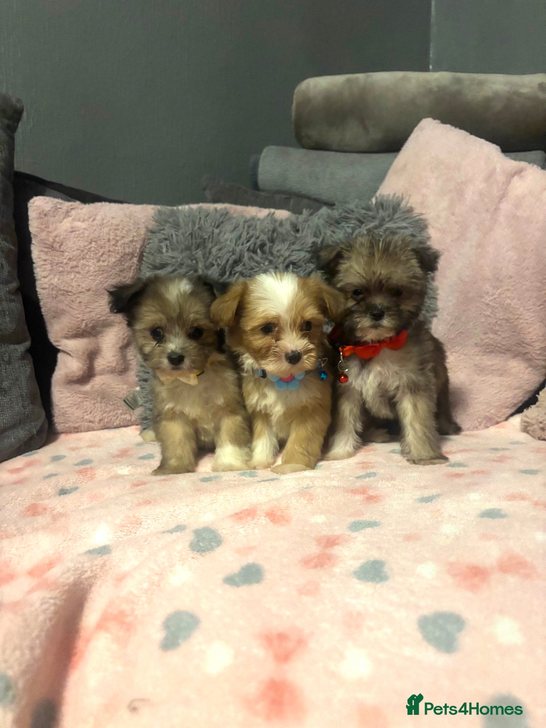 Mixed Breed dogs for sale: Lhasa apso x chorkie  - Image 4