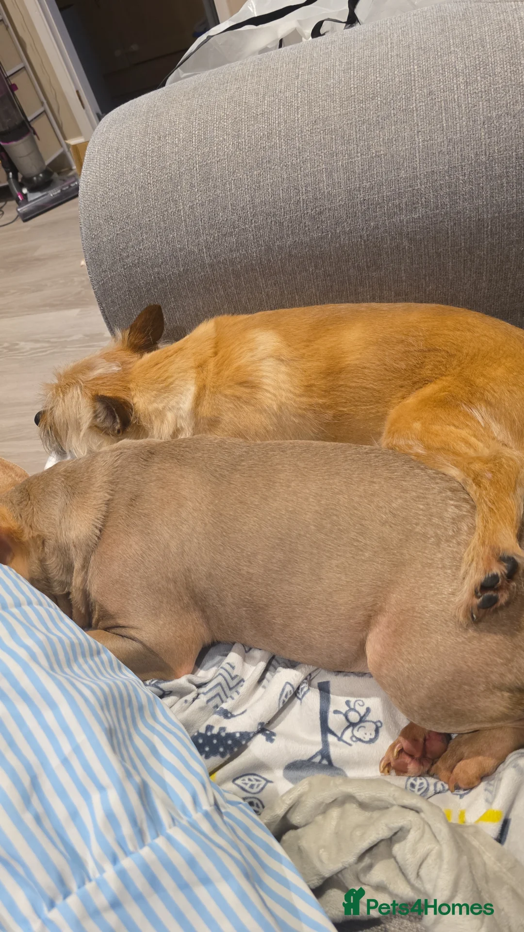 Mixed Breed dogs for sale: Benji and belle  - Advert 2