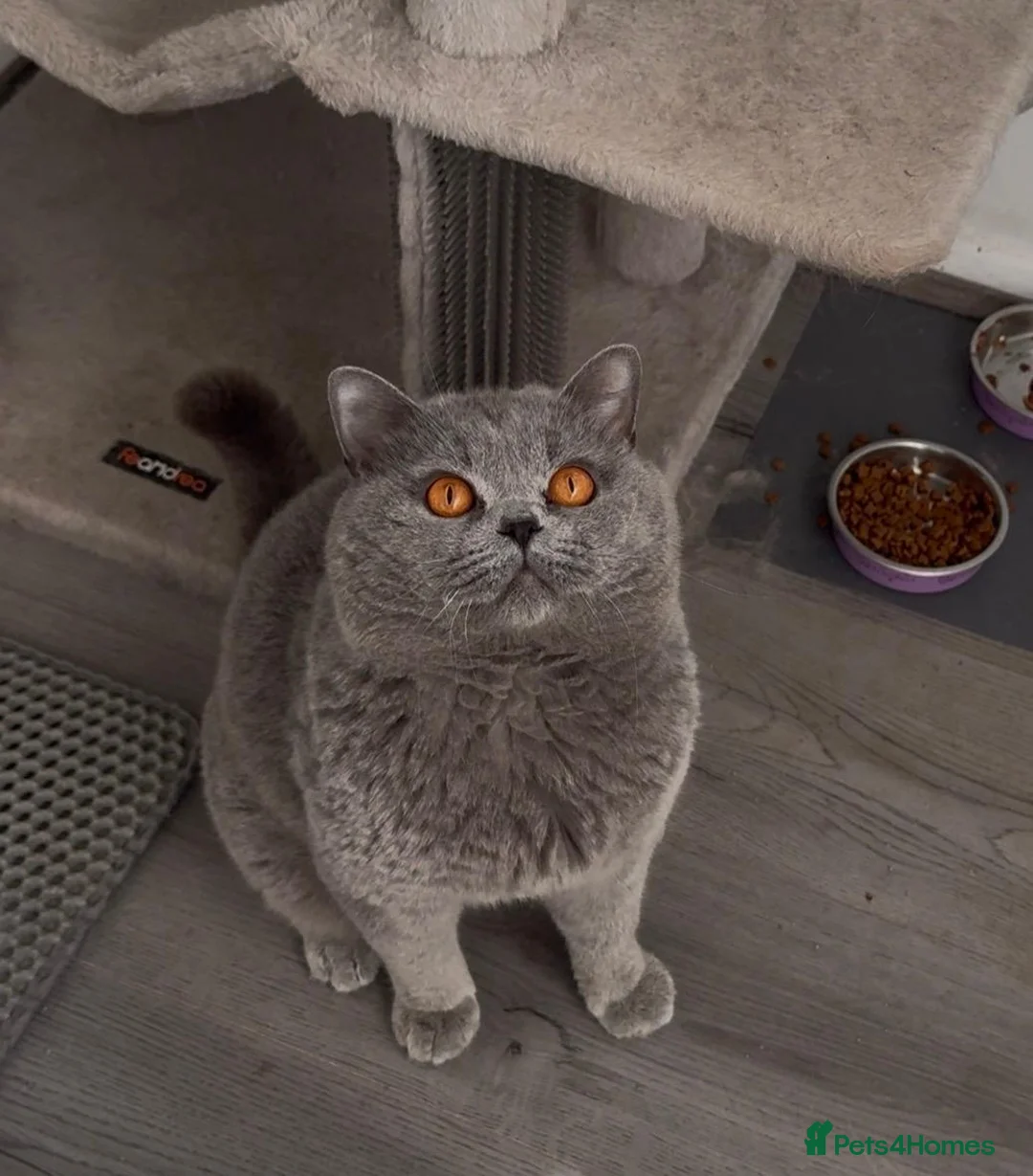 British Shorthair cats for sale: ✨ CIAOKITTY — BLUE BRITISH SHORTHAIR KITTENS ✨ in Widnes - Advert 28