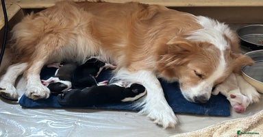 Border Collie dogs - Advert 12