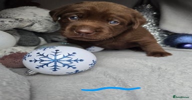 Labrador Retriever dogs - Advert 3