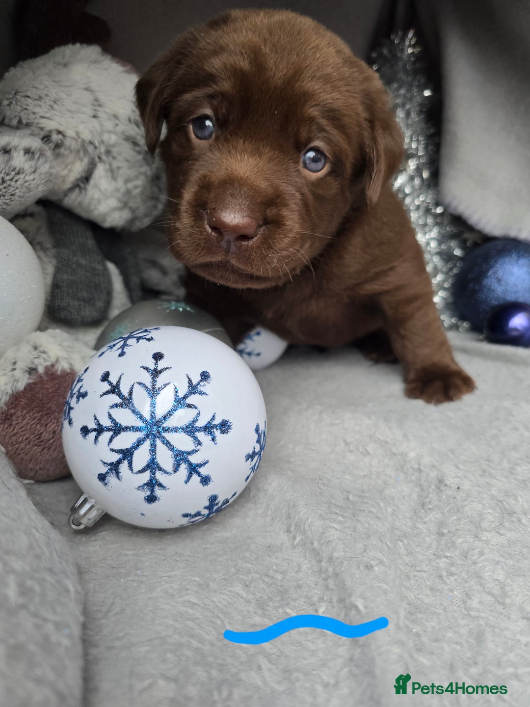 Labrador Retriever dogs for sale: Chunky cute lab pups for sale - Image 9