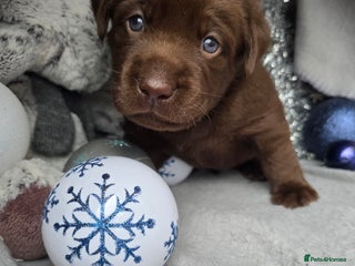 Labrador Retriever dogs Chunky cute lab pups for sale - Advert 18