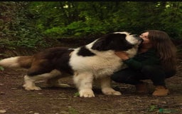 Saint Bernard dogs for sale: Stunning KC reg Saint Bernard puppies  - Image 22
