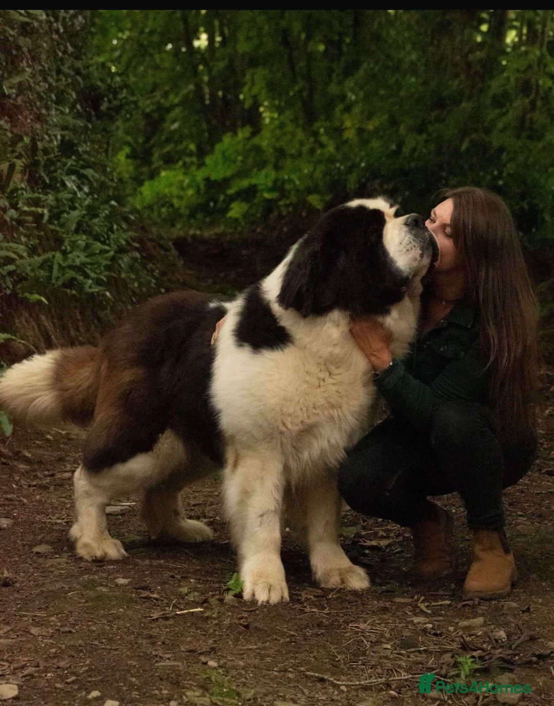 Saint Bernard dogs for sale: Stunning KC reg Saint Bernard puppies  - Image 22