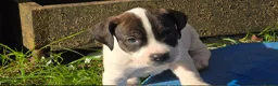 Mixed Breed dogs for sale: staffie, english bulldog, springer puppies in Ottery Saint Mary - Advert 4