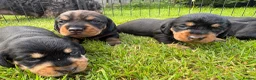 Dachshund dogs for sale: KC Registered wirehaired dachshund teckel puppies - Advert 10