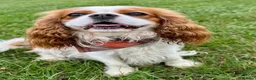 Cavalier King Charles Spaniel dogs for sale: Fully Health Tested Blenheim CKCS Puppies - Advert 4