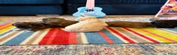 Shihpoo dogs for sale: Joanna Flynn  - Advert 14