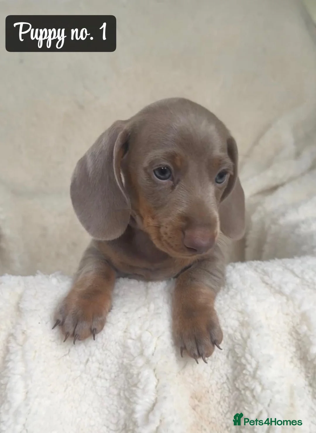 Miniature Dachshund dogs for sale: 🐾 Beautiful Mini Dachshund Puppies 🐾 - Advert 19
