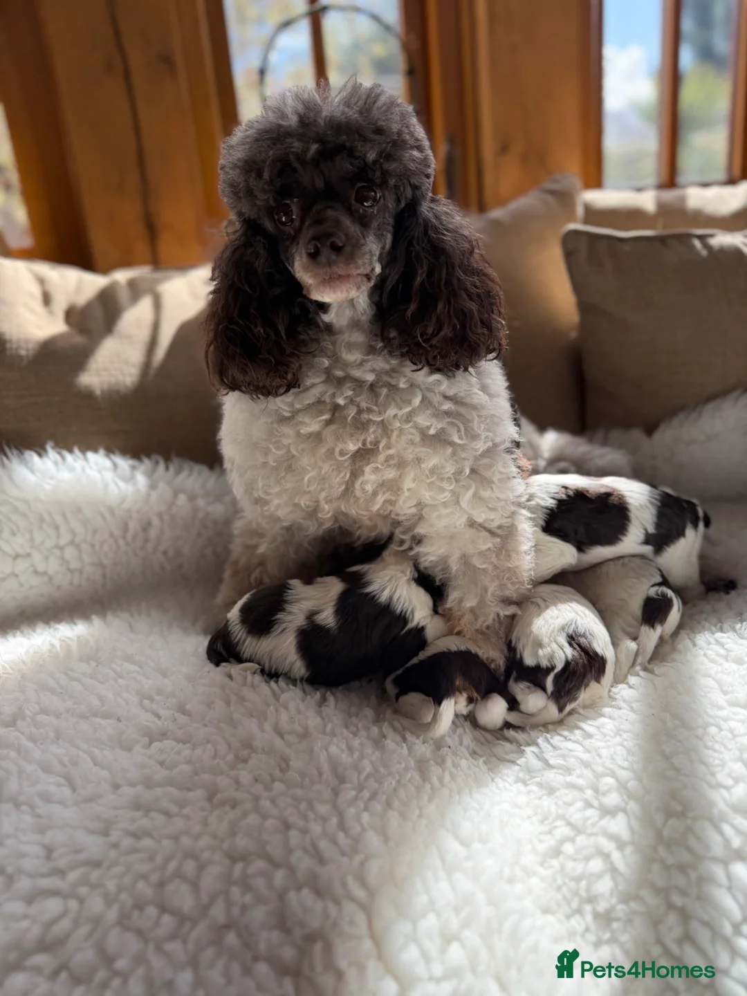 Cavapoo dogs for sale: Exstensively health tested chocolate tri cavapoos  - Advert 2