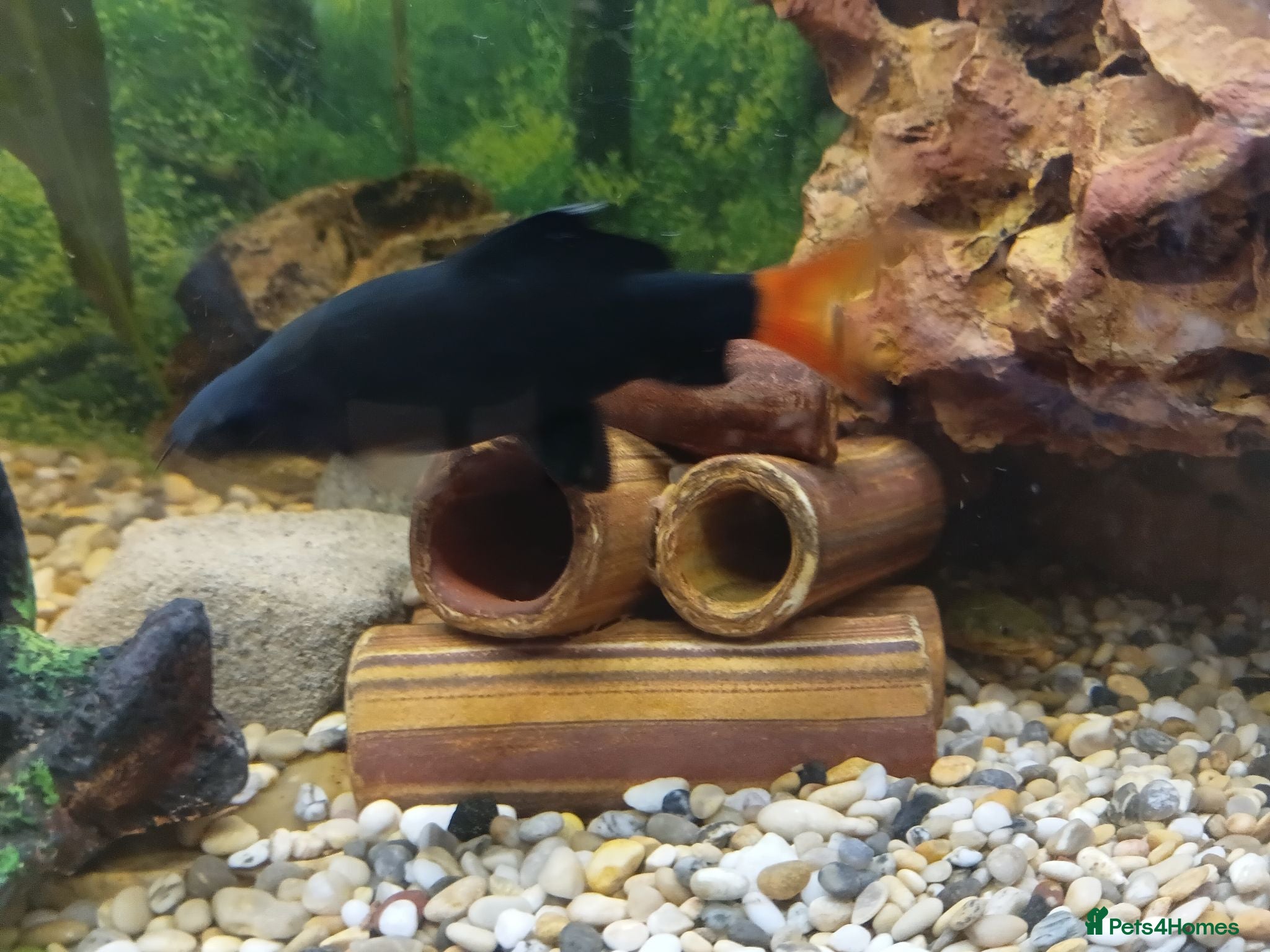 Sharks fish Red tailed shark need to go asap - Advert 1