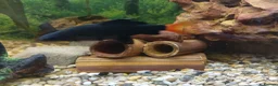 Sharks fish for sale: Red tailed shark need to go asap - Advert 1