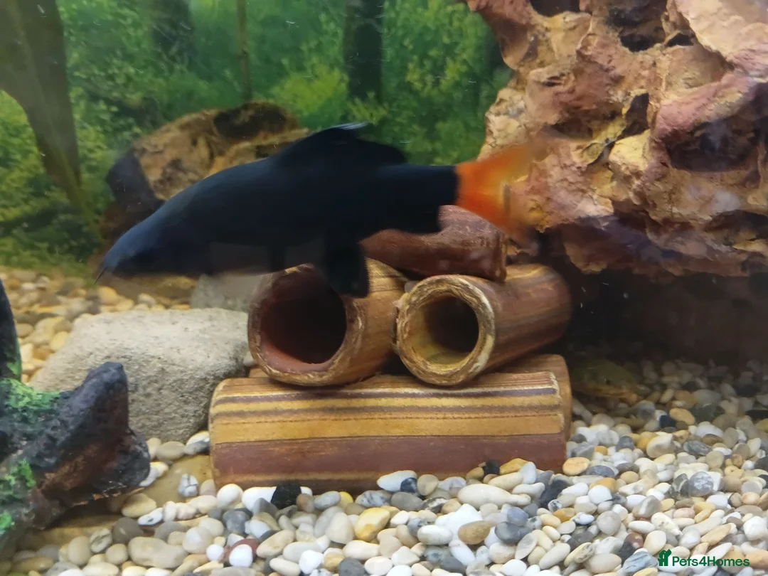 Sharks fish for sale: Red tailed shark need to go asap - Advert 1