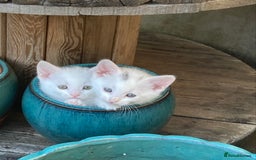 Turkish Van cats for sale: Gorgeous & Loving Turkish Van Kittens - Image 26