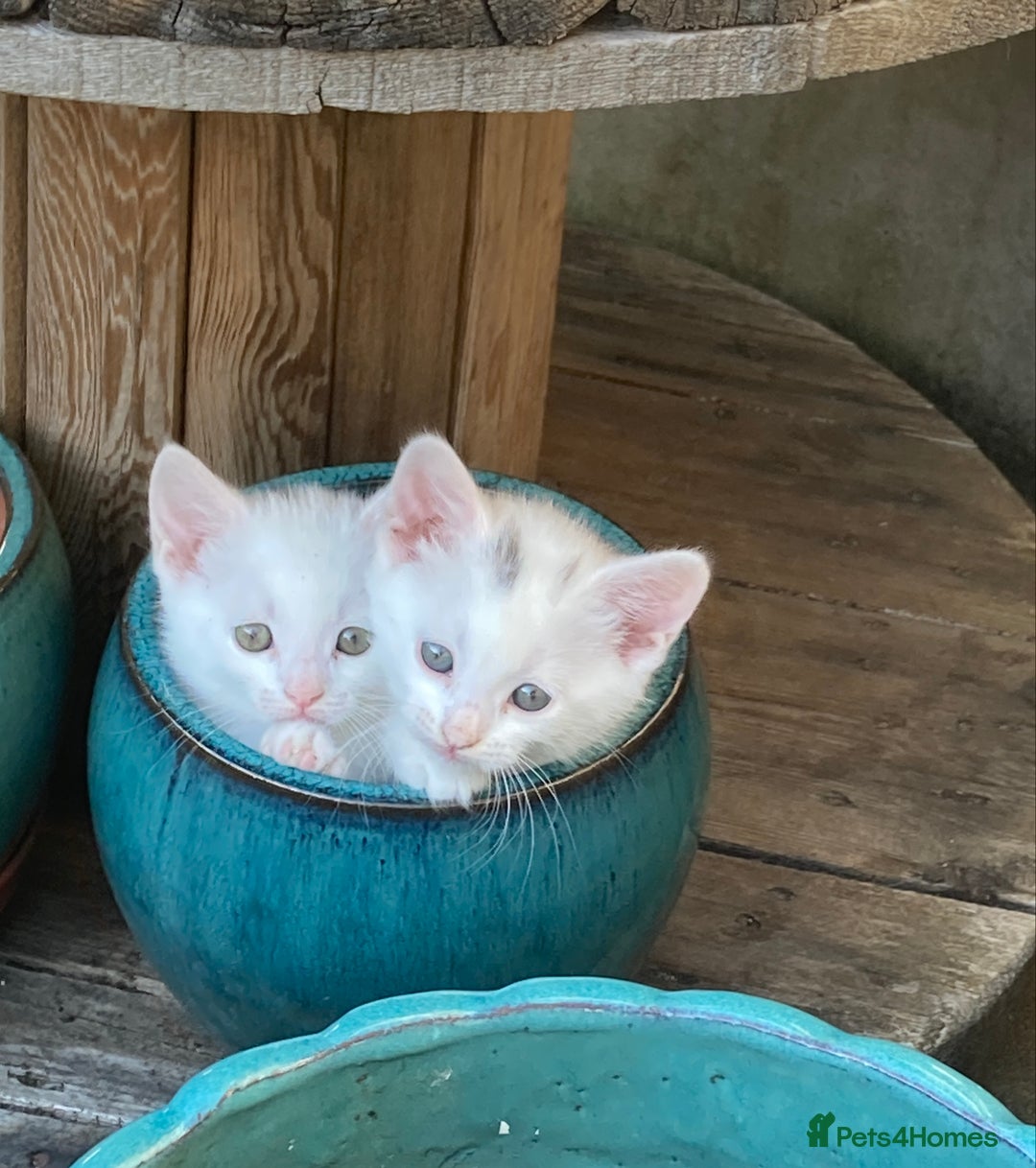 Turkish Van cats for sale: Gorgeous & Loving Turkish Van Kittens - Image 26