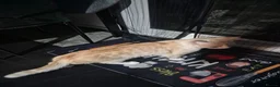 Mixed Breed cats for sale: Half persian half tortie cat - Advert 2