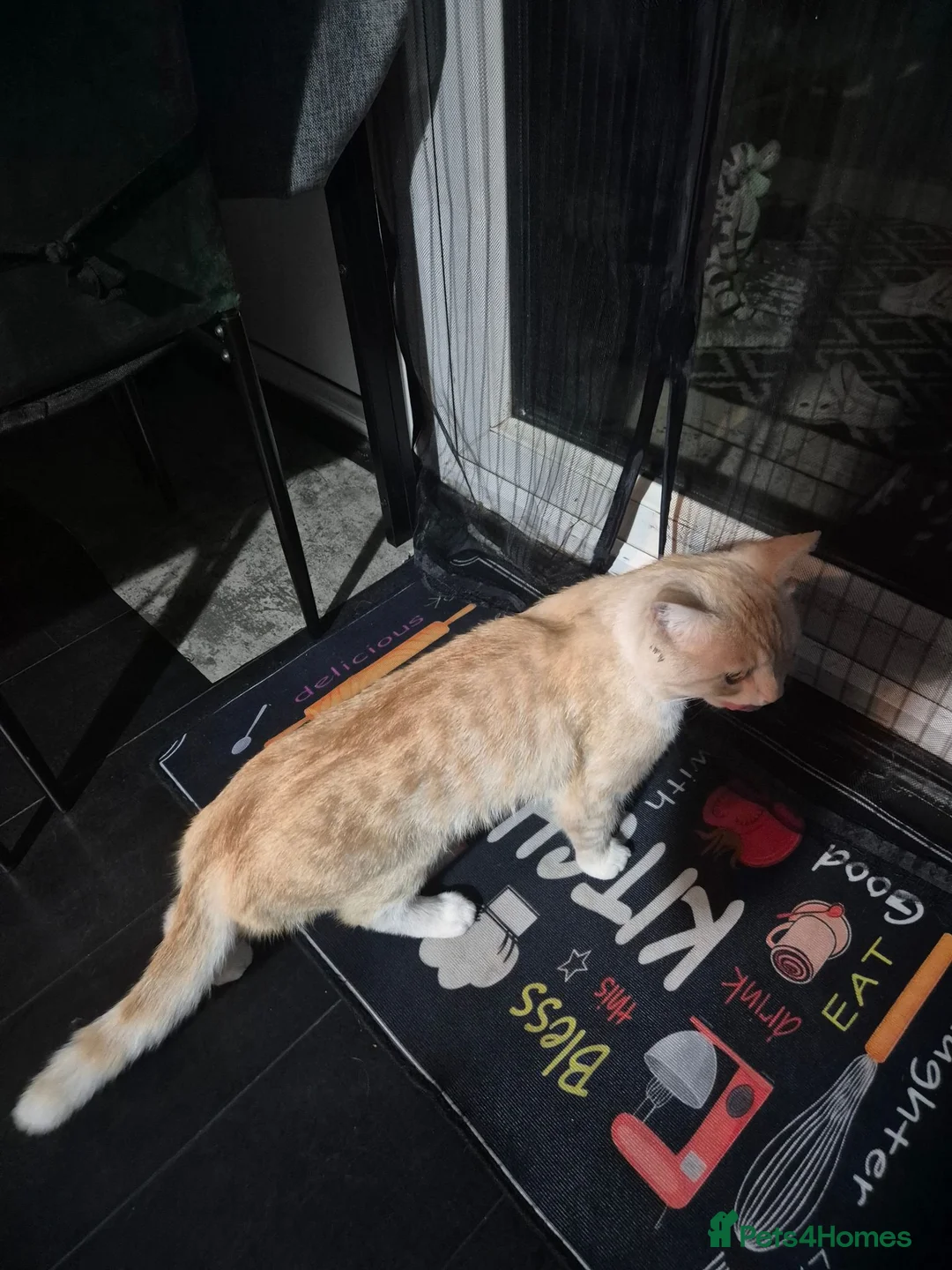 Mixed Breed cats for sale: Half persian half tortie cat - Advert 2