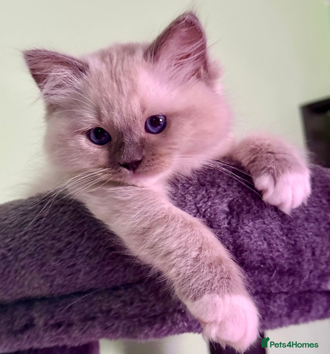 Ragdoll cats for sale: WORLD BEATIFUL RAGDOLL KITTEN/FIFe - Image 19
