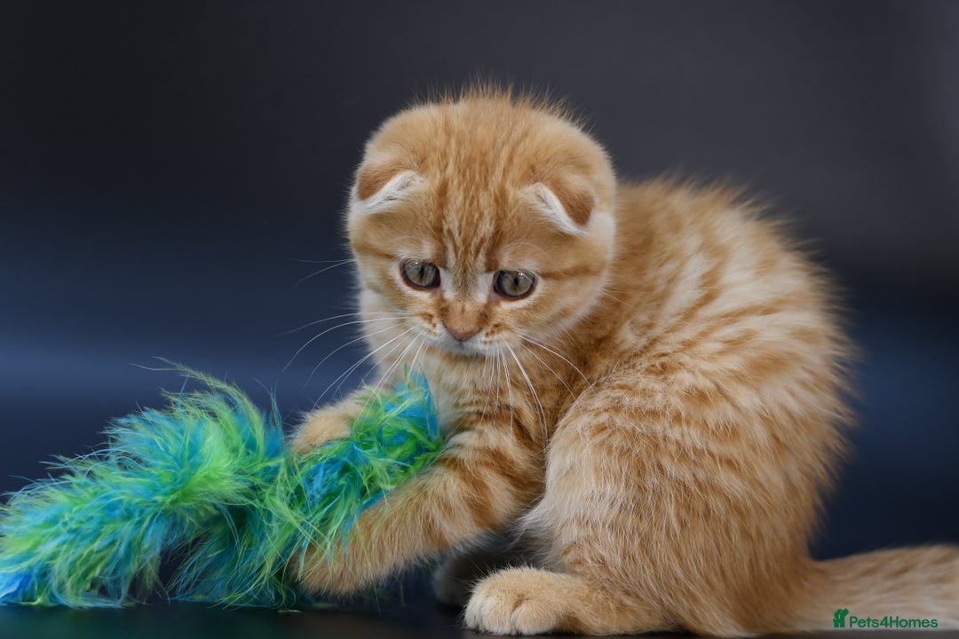 Scottish Fold cats for sale: LICENSED CATTERY, PURE BREED TOP QUALITY KITTENS - Image 24