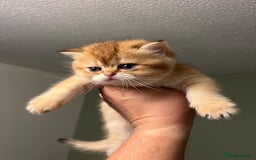 Scottish Fold cats for sale: Scottish Straight Golden Shaded Rare Affectionate - Image 14