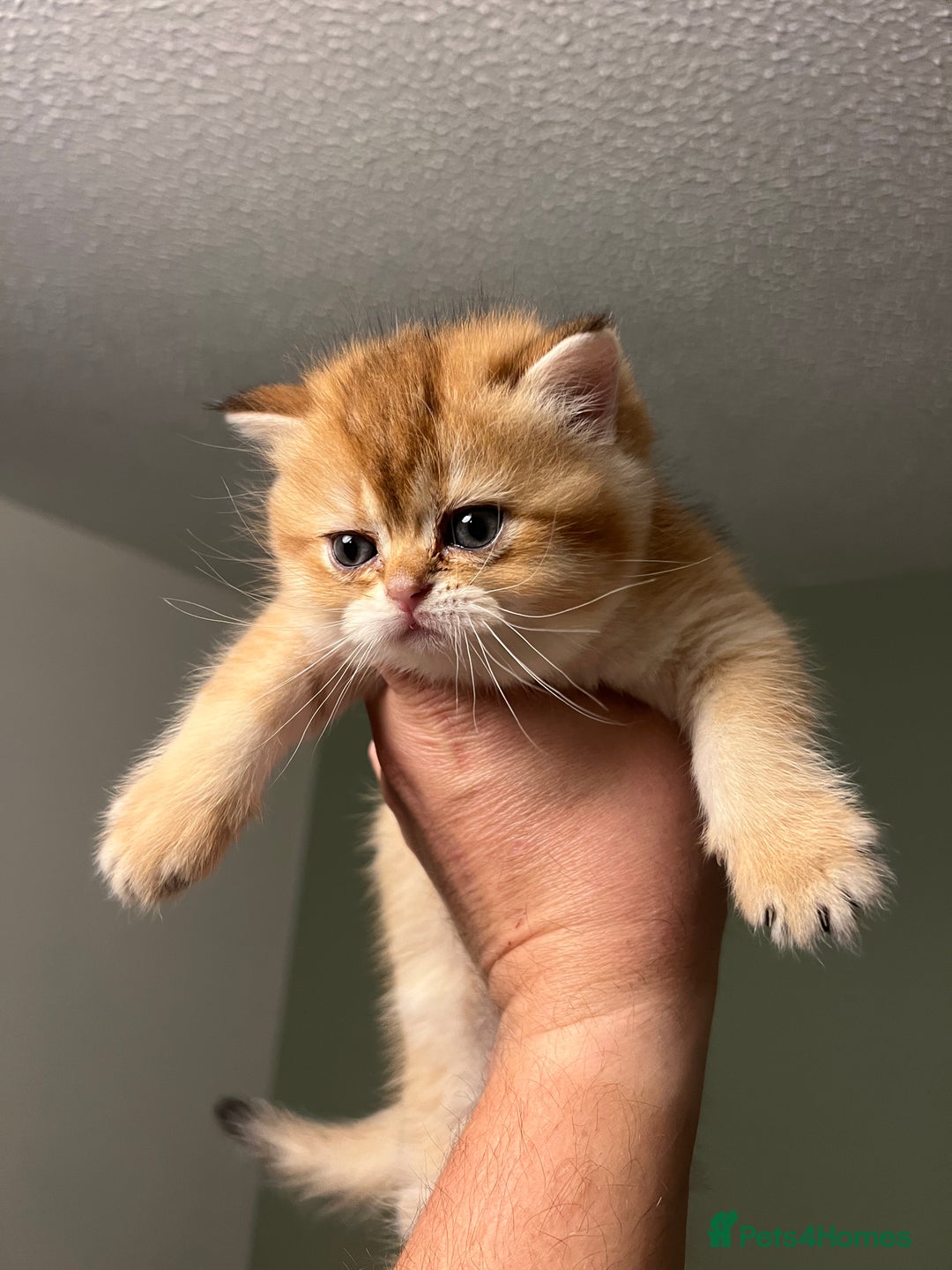 Scottish Fold cats for sale: Scottish Straight Golden Shaded Rare Affectionate - Image 14