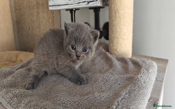 British Shorthair cats for sale: British shorthair blue / lilac kittens  - Image 10