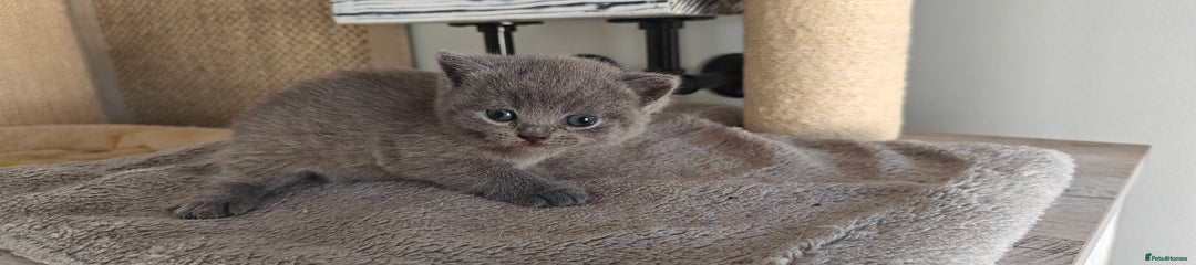 British Shorthair Kitten orange collar girl 